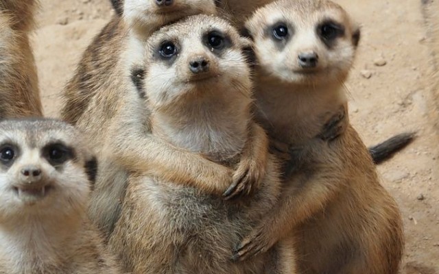 meerkats cru